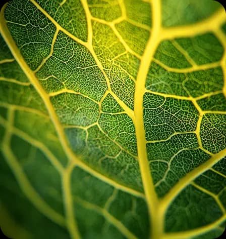 Pest Damage Reduction image
