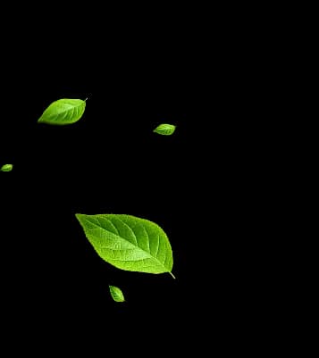 background leaf left