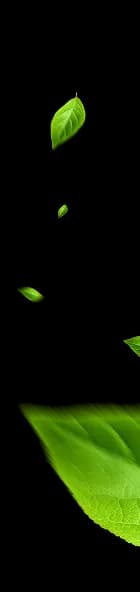 background leaf right