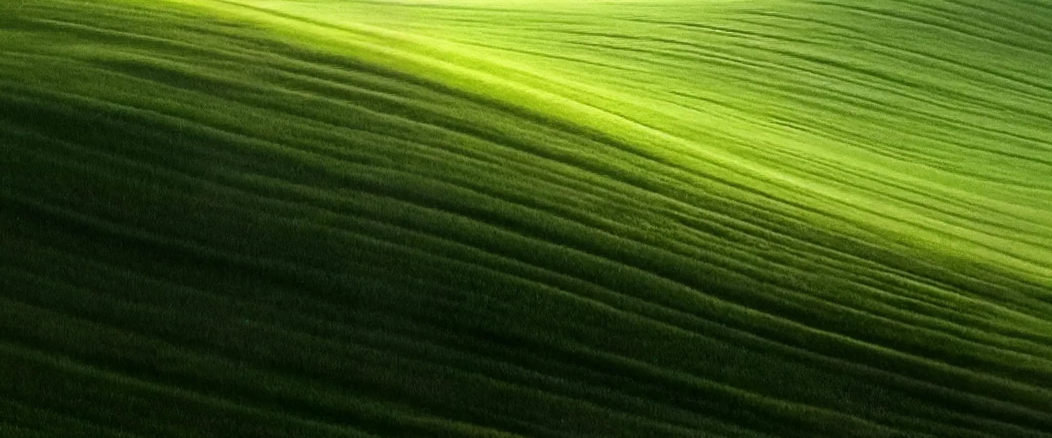 Organic agriculture field