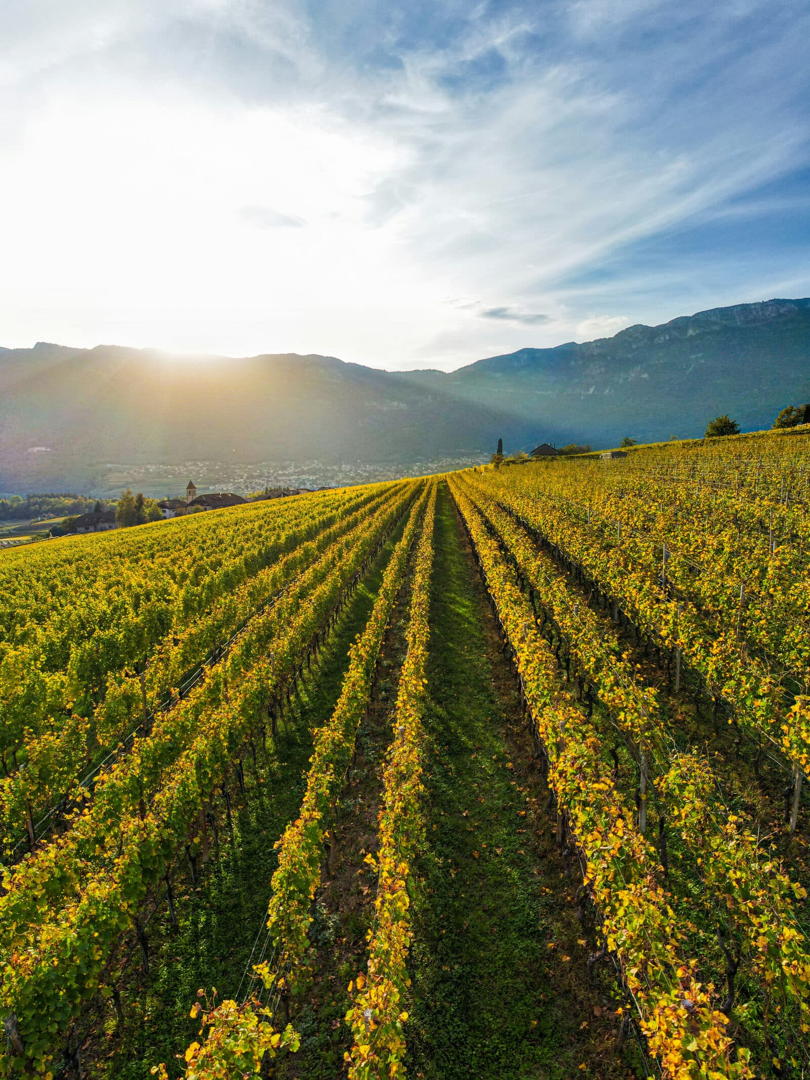 Sunset over a vineyard field
